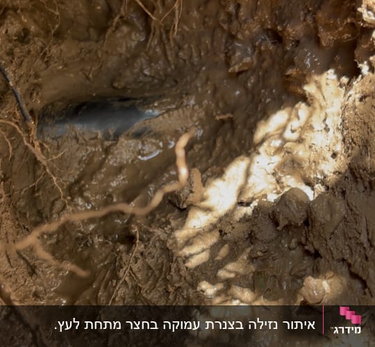אדמה רטובה עם שורשים וצינור חשוף
